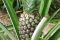 Ananas1
