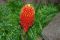 Bromelia1