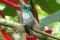 Colibrí 78